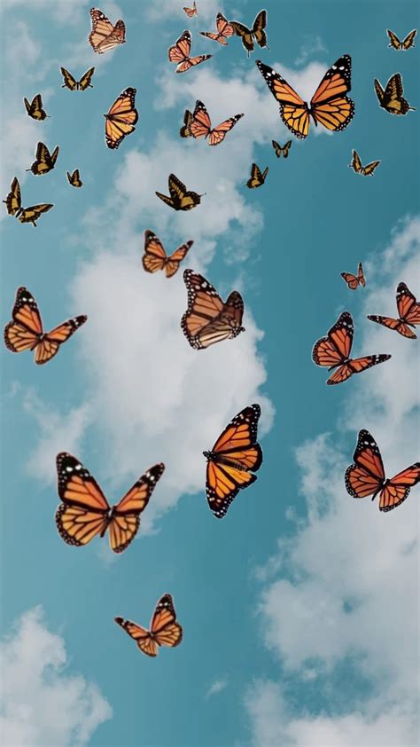 butterfly aesthetics